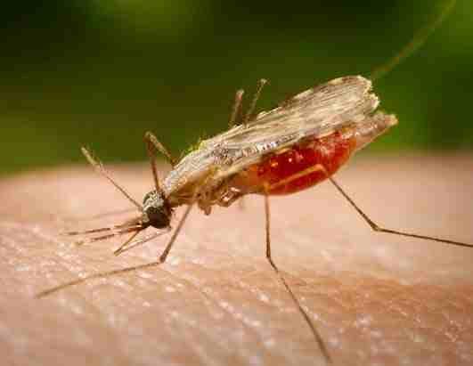 بعوض الملاريا