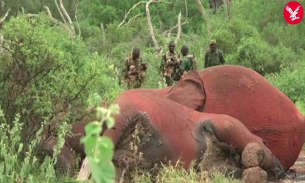 مقتل أضخم فيل في كينيا على يد الصيادين