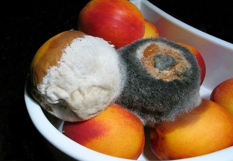 Moldy_nectarines