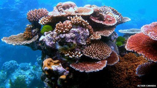 الشعاب المرجانية 
