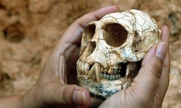 أبوظبي: اكتشاف حفريات لقرد تعود إلى 8 ملايين عاما