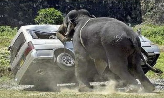 فيل يهاجم سيارة تقل سائحين في متنزه بجنوب إفريقيا 