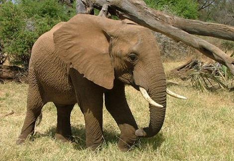 فيل يدهس مؤسس دار رعاية الأفيال المسنين