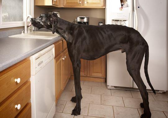 زيوس أطول كلب في العالم