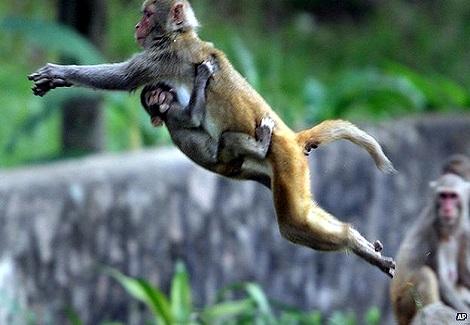 زادت المشاحنات بين القرود والبشر في السنوات الاخير