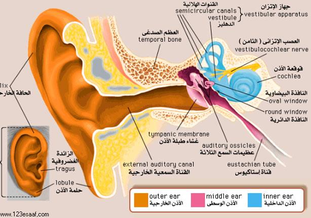 تركيب الأذن