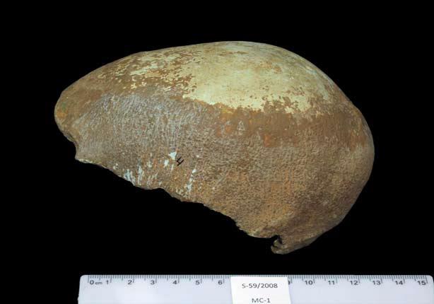 جمجمة عمرها آلاف السنوات تحل لغز هجرة البشر من أفر