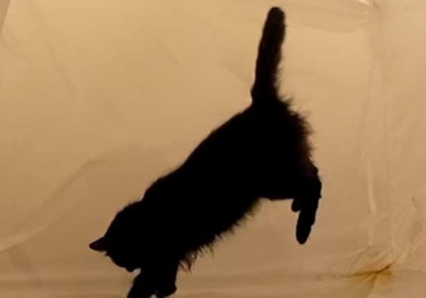 ماذا تفعل القطط عندما تنعدم الجاذبية الأرضية