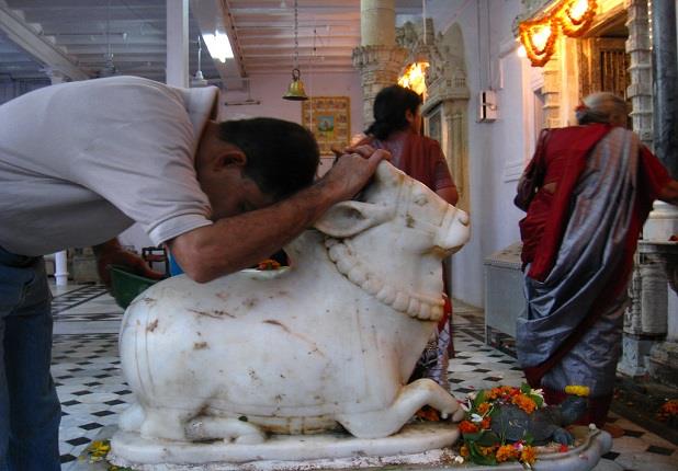 في قرية هندية.. حياة البقرة أهم من المسلمين 