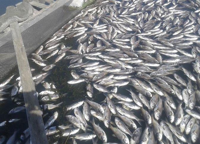 مسح بيئي على بحيرة مريوط لمعرفة حقيقة الأسماك النا