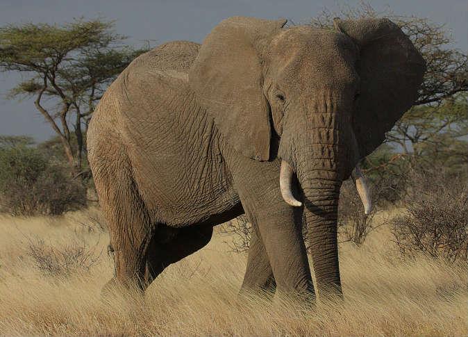 قتل 20 فيلا معرضا للانقراض في أعمال صيد غير قانوني