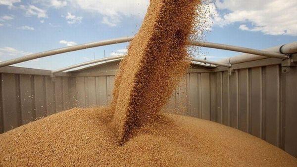 مصر تتصدر قائمة مستوردي الحبوب الروسية في 4 شهور