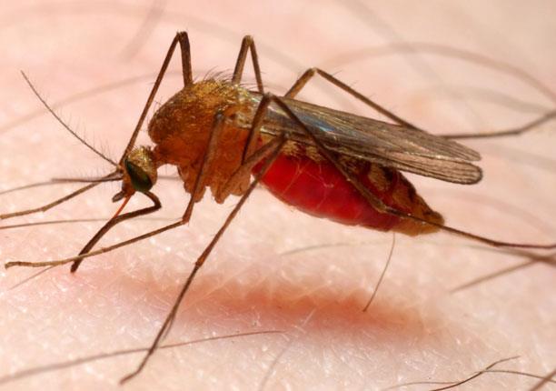 مرض الملاريا مازال يفتك بمئات الآلاف