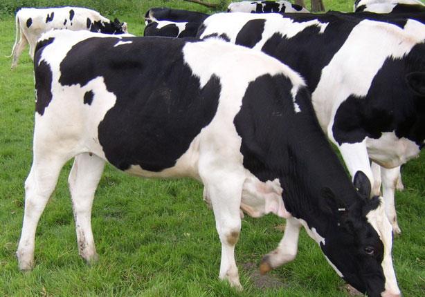 السعودية تحظر استيراد الأبقار من الكويت