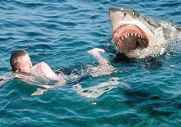 السياحة المصريين بين مخالب  سمكة القرش