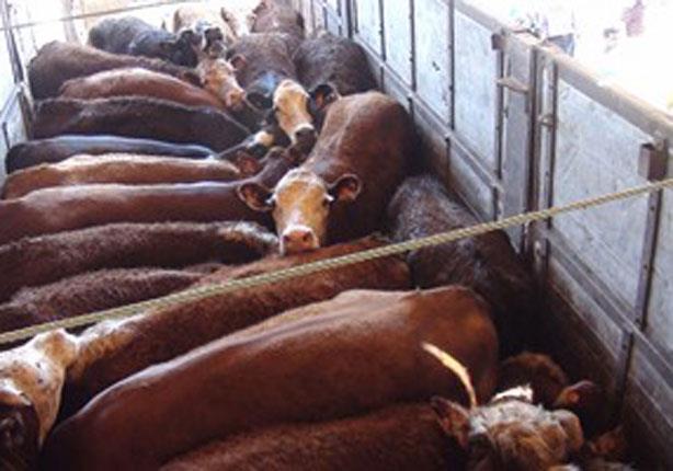 18 ألف رأس أبقار قادمة من أوروجواي