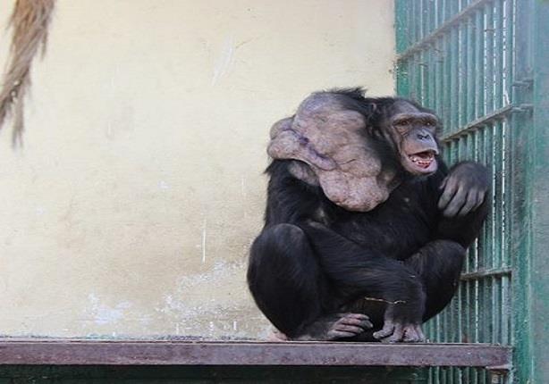 وفاة الشمبانزي موزة