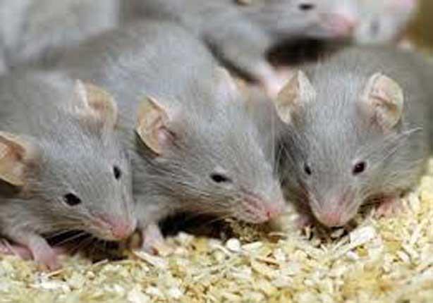 حملة لمكافحة القوارض والفئران