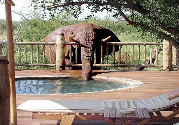 فيل يشرب مياه حوض السباحة