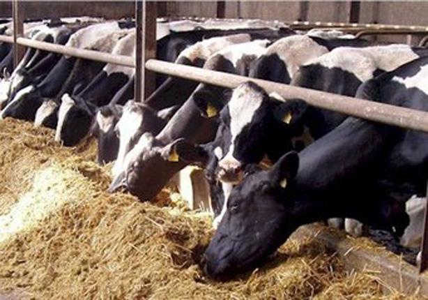 جمعية الأورمان تبدأ توزيع 1000 رأس ماشية في الأقصر