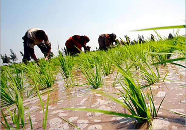 زراعات الأرز