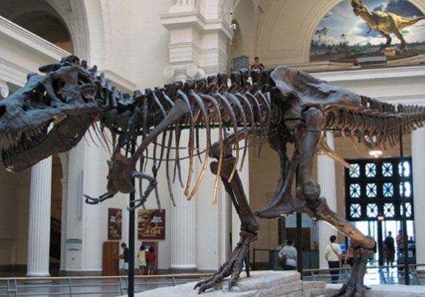 احدي الهياكل العظمية للديناصورات