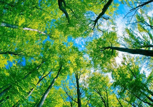 الأشجار تؤثر ايجابيا في صحة الإنسان