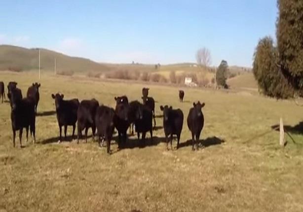 أبقار تترك الطعام من أجل سماع الموسيقى