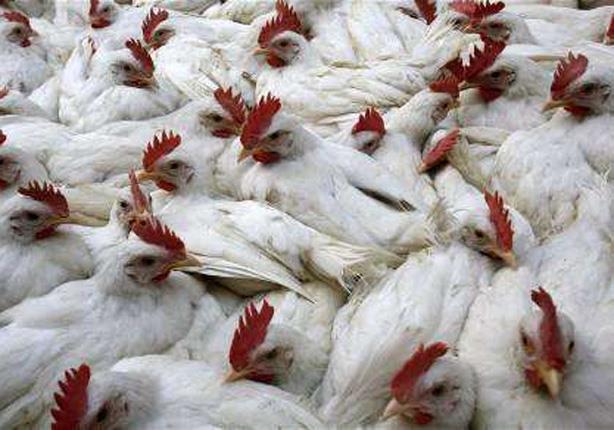 انتشار انفلونزا الطيور في العاشر من رمضان