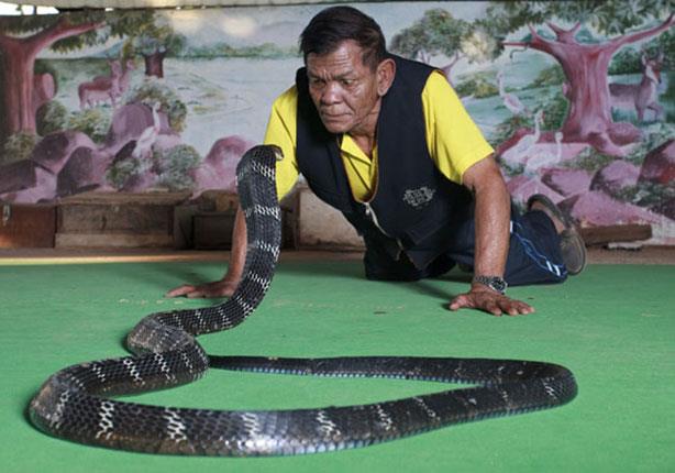 عروض الثعابين في تايلاند