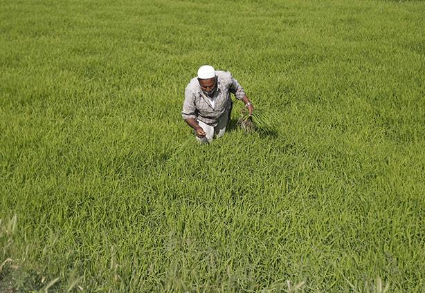 مصر الأولى في إنتاج الأرز على مستوى العالم