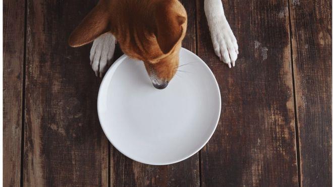 تحب الكلاب اختلاس الطعام من الطاولات