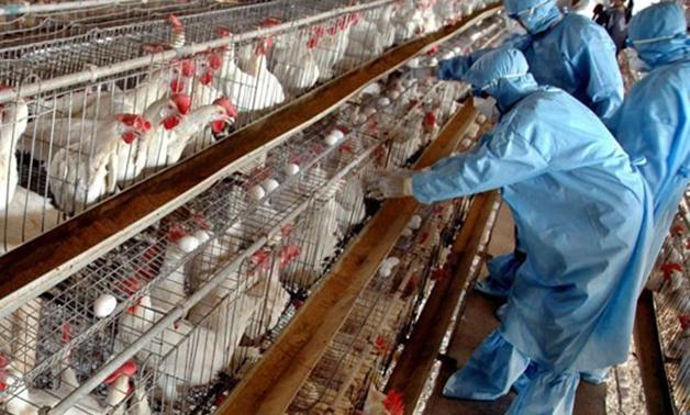 خطة الحكومة لمكافحة إنفلونزا الطيور