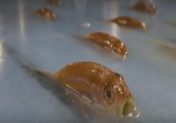 آلاف الأسماك تتجمد في حلبة تزلج يابانية