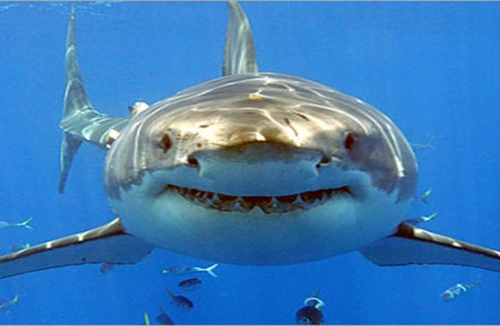 رصد أماكن أسماك القرش وسلوكياتها بالبحر الأحمر