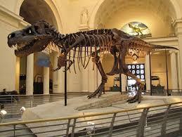 ذيل ديناصور محفوظ داخل قطعة كهرمان