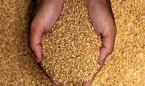 سنقبل فقط القمح المحتوي على 0.05% من طفيل الإرجوت