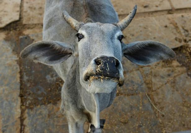 تقديس البقر في الهند