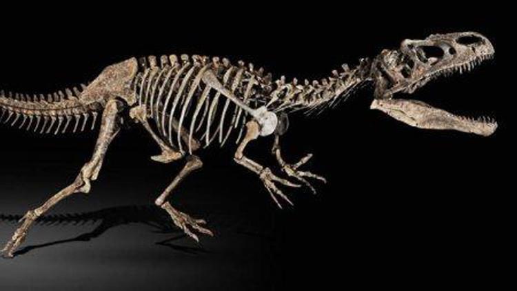 اكتشاف نوع جديد من الديناصورات ذوات الريش في الياب