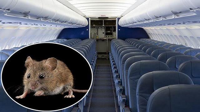 تأخر رحلة جوية شرقي الصين 16 ساعة بسبب فأر