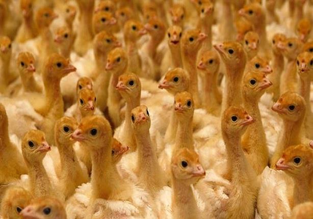 مزرعة دجاج - أرشيفية
