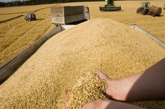محنة مزارعي القمح في أوكرانيا تنذر بمجاعة عالمية