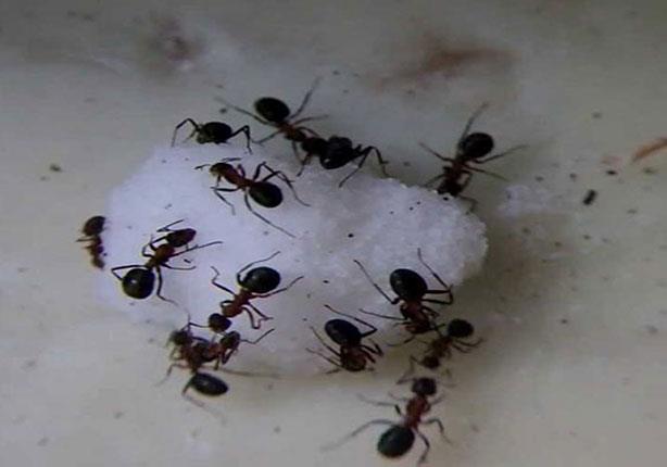 النمل يستوطن بيتك في الحر