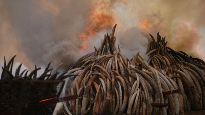 كينيا تمنع تجارة العاج من أجل حماية الفيلة