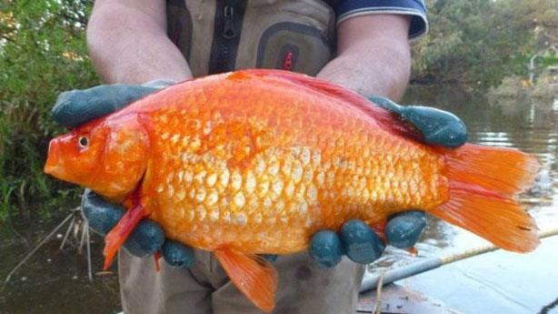 العثور على "سمكة ذهبية" بحجم كرة القدم في استراليا