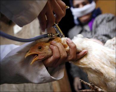 ضد إنفلونزا الطيور بالقليوبية