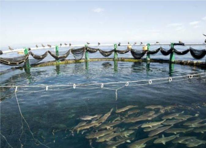 مشروع الاستزراع السمكي بقناة السويس