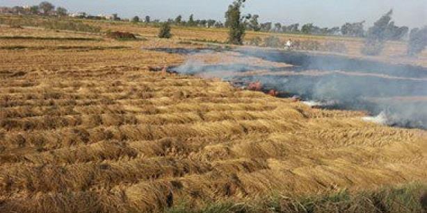 حملة تفتيشية على حرق قش الأرز
