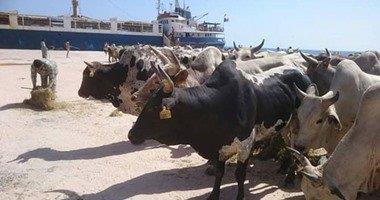ميناء الإسكندرية يستقبل 1458 رأس ماشية