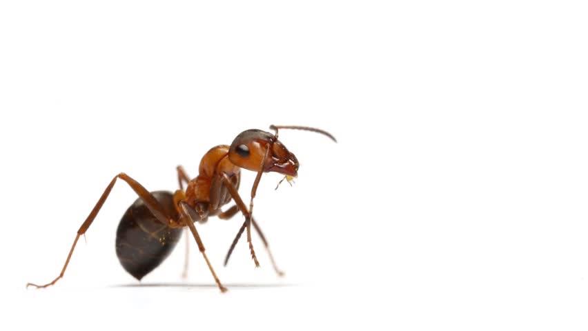 مفاجأة!.. النمل يستخدم الإنترنت الخاص به 